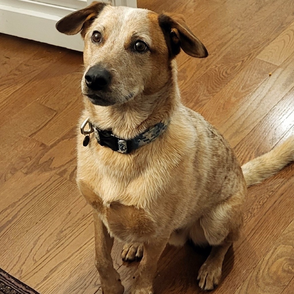Chico