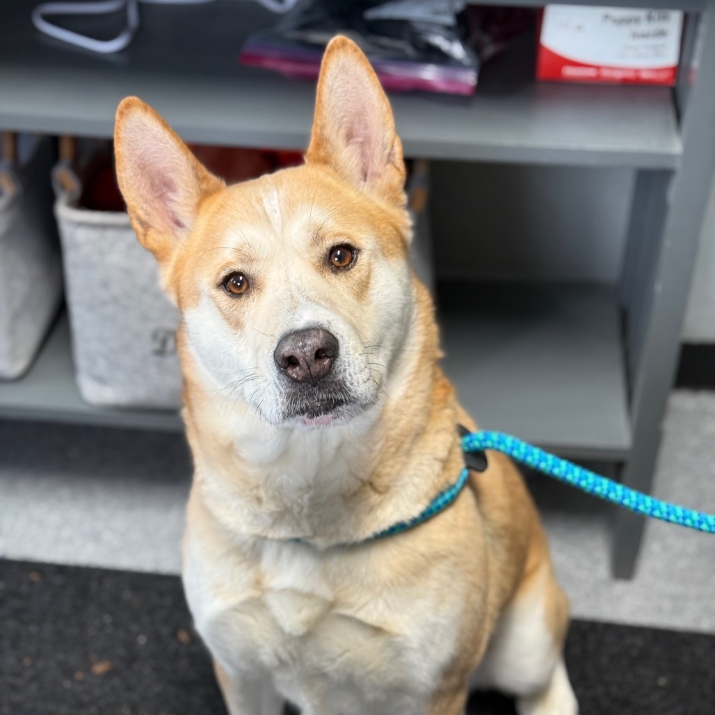 Akita, an adoptable Akita in Standish, MI, 48658 | Photo Image 1