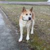 Akita photo 2