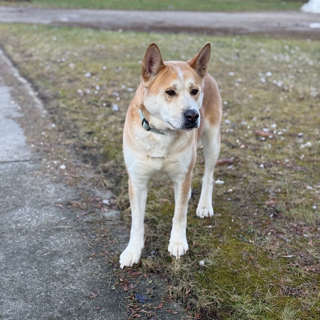 Akita, an adoptable Akita in Standish, MI, 48658 | Photo Image 2