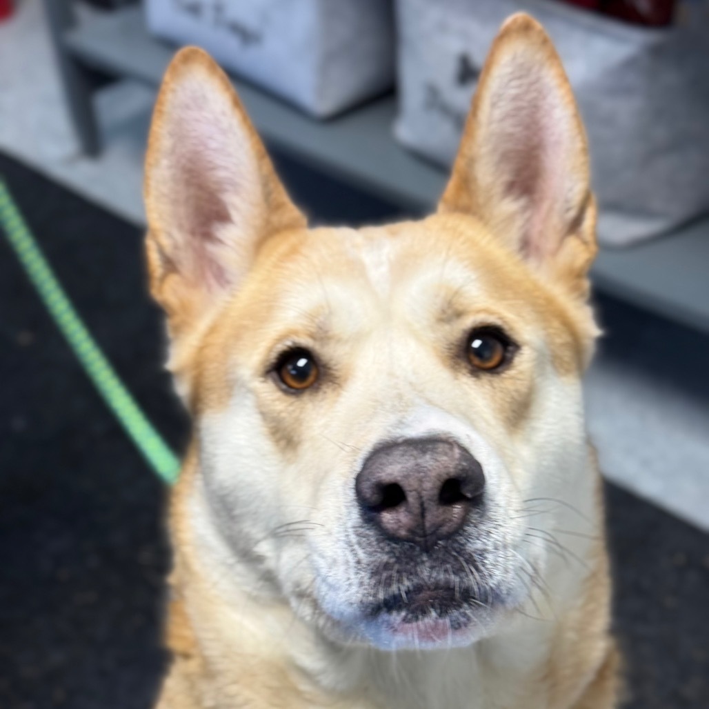 Akita, an adoptable Akita in Standish, MI, 48658 | Photo Image 3