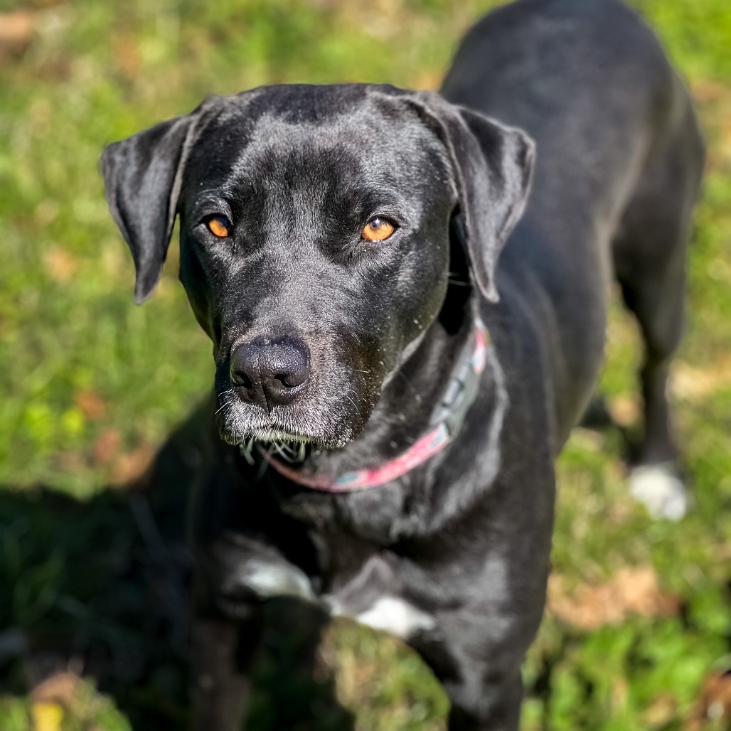 Piggy, an adoptable Black Labrador Retriever, Great Pyrenees in Wadena, MN, 56482 | Photo Image 1
