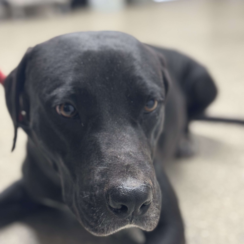 Piggy, an adoptable Black Labrador Retriever, Great Pyrenees in Wadena, MN, 56482 | Photo Image 2