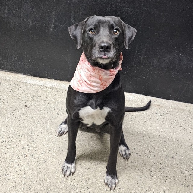 Piggy, an adoptable Black Labrador Retriever, Great Pyrenees in Wadena, MN, 56482 | Photo Image 3
