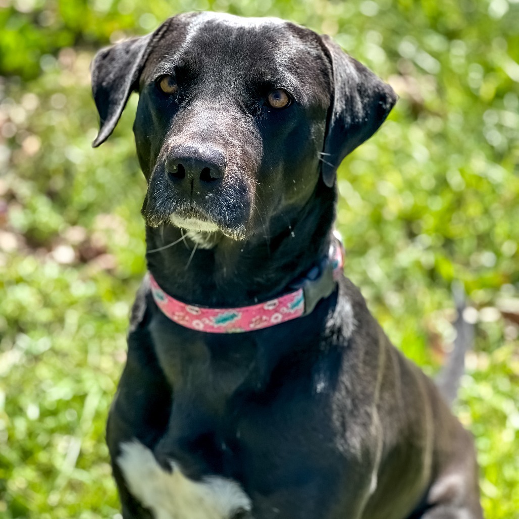 Piggy, an adoptable Black Labrador Retriever, Great Pyrenees in Wadena, MN, 56482 | Photo Image 4