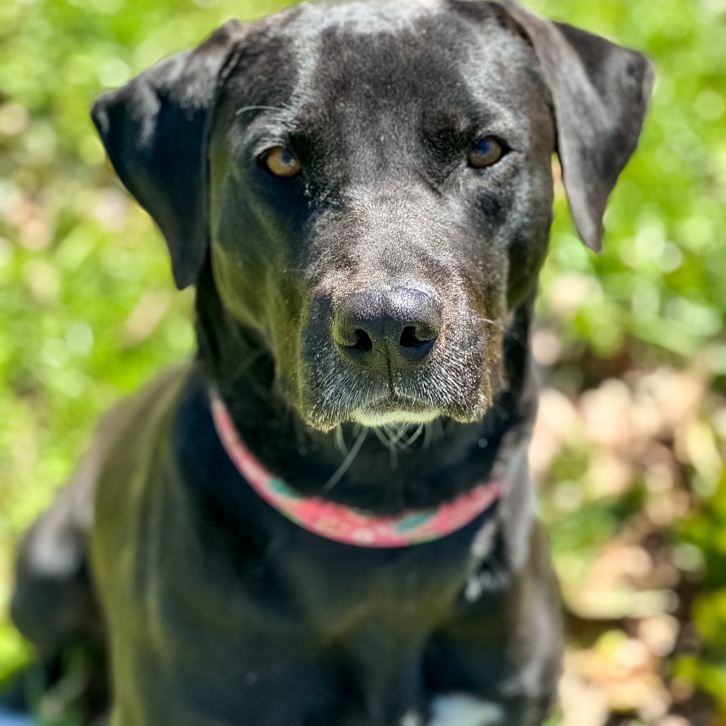 Piggy, an adoptable Black Labrador Retriever, Great Pyrenees in Wadena, MN, 56482 | Photo Image 5