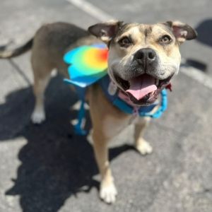 Corrine, Adult Female American Staffordshire Terrier