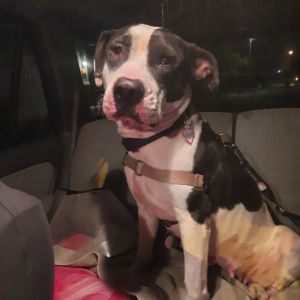 Healthy House-trained Fully vaccinated Spayedneutered Has behavior issues Sweet girl Loves to gi