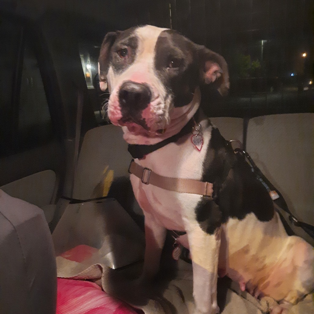 Maxima (Maxi), an adoptable Pit Bull Terrier, Mixed Breed in Grass Valley, CA, 95945 | Photo Image 1