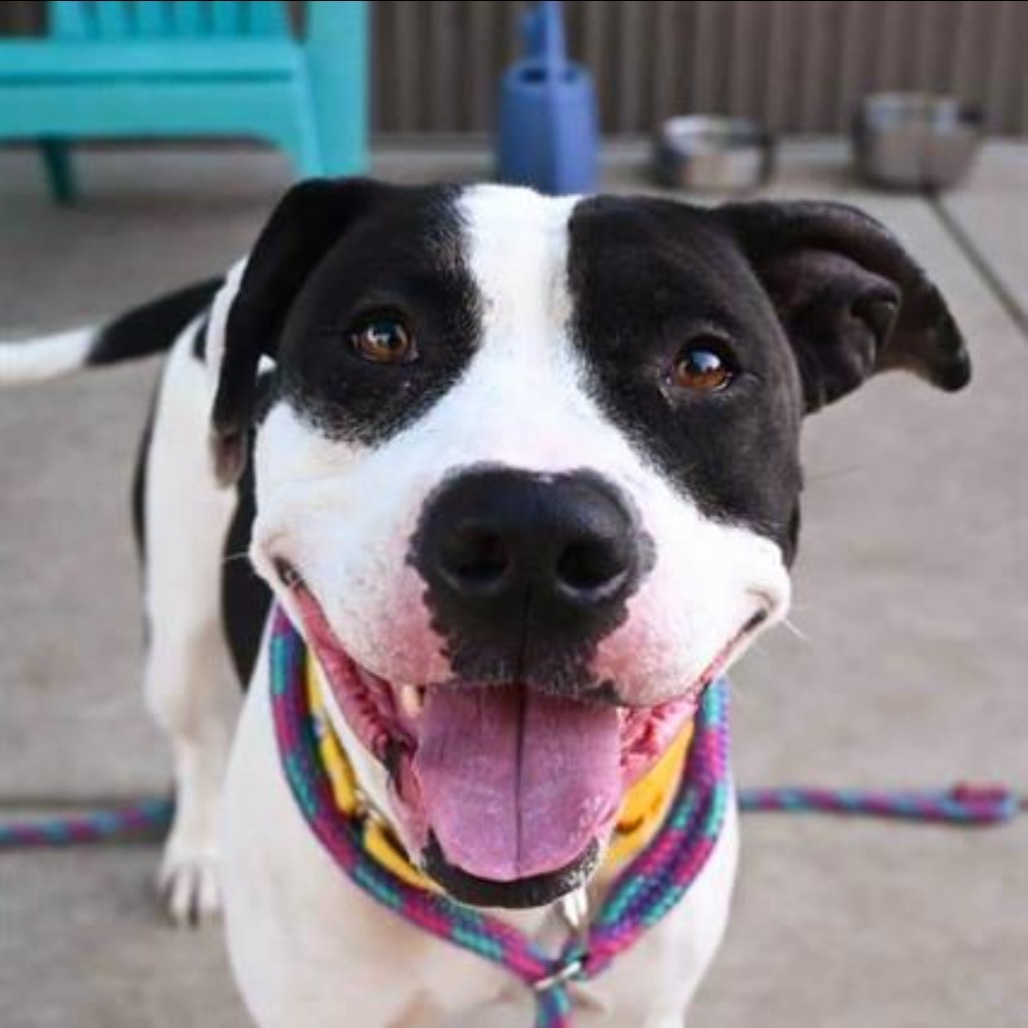 Maxima (Maxi), an adoptable Pit Bull Terrier, Mixed Breed in Grass Valley, CA, 95945 | Photo Image 2