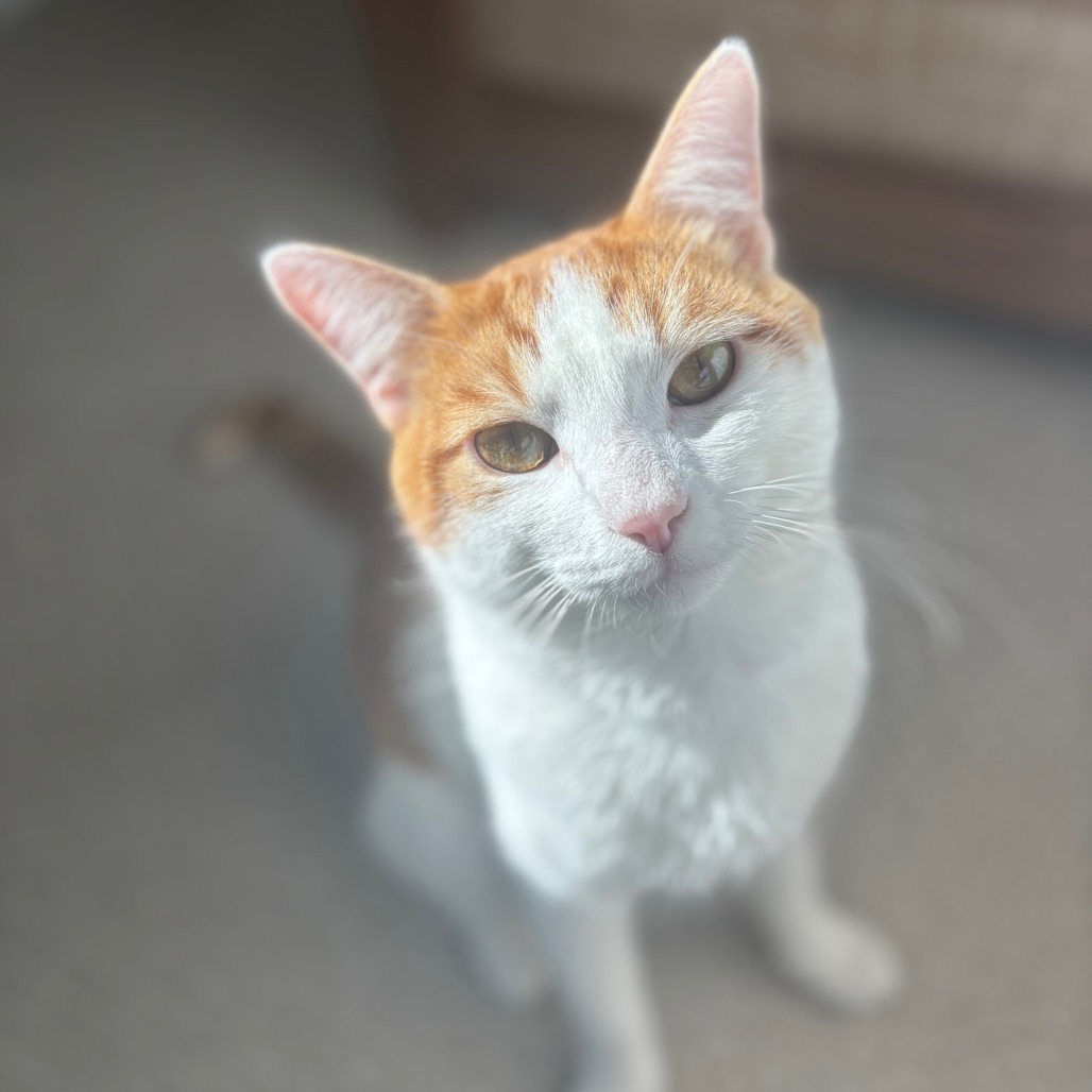 Benito