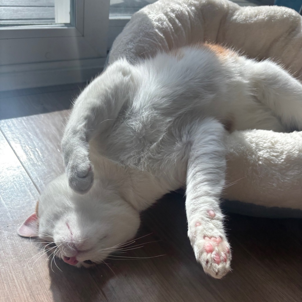 Benito