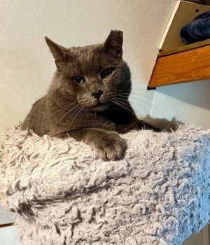 Zukko, Young Male Domestic Short Hair
