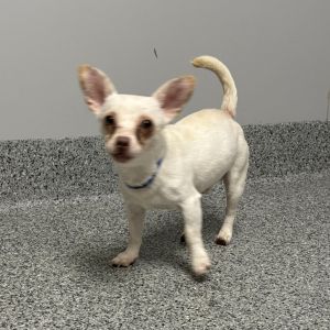 Frik, Adult Male Chihuahua