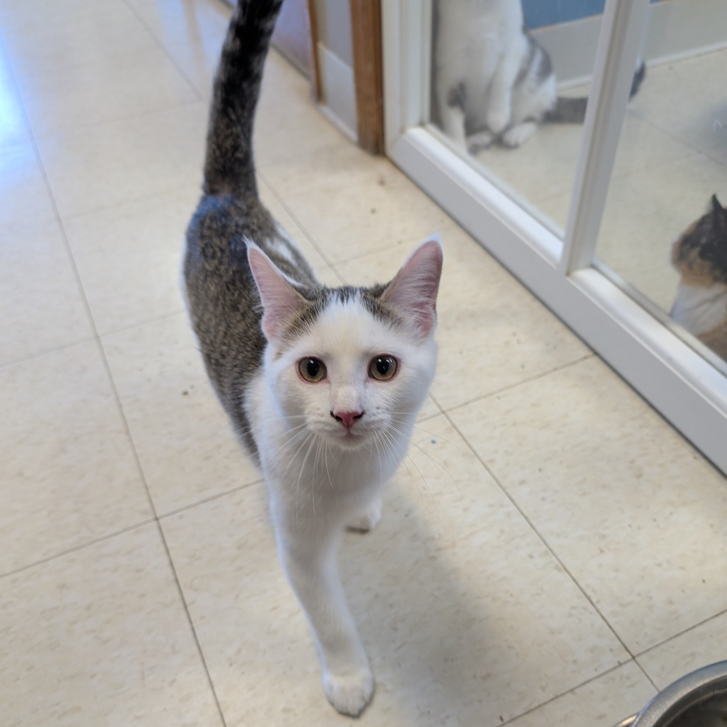 Leonard, an adoptable Domestic Short Hair in Milford, IA, 51351 | Photo Image 1