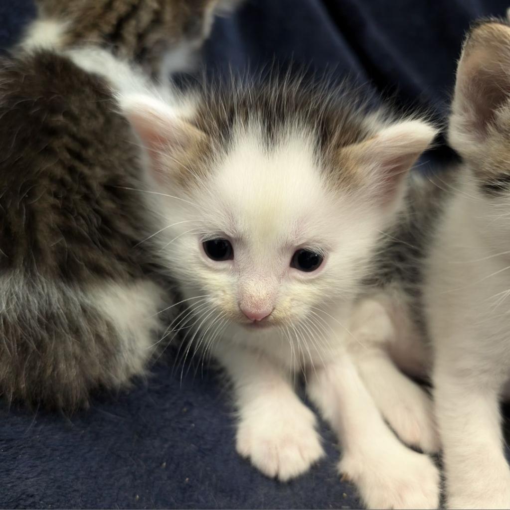 Leonard, an adoptable Domestic Short Hair in Milford, IA, 51351 | Photo Image 2