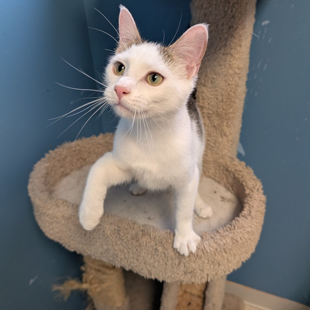 Leonard, an adoptable Domestic Short Hair in Milford, IA, 51351 | Photo Image 5