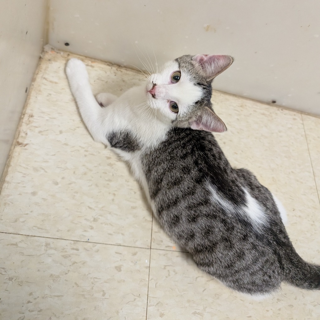 Howard, an adoptable Domestic Short Hair in Milford, IA, 51351 | Photo Image 1