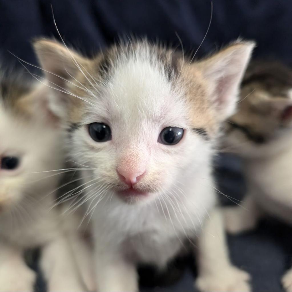 Howard, an adoptable Domestic Short Hair in Milford, IA, 51351 | Photo Image 2