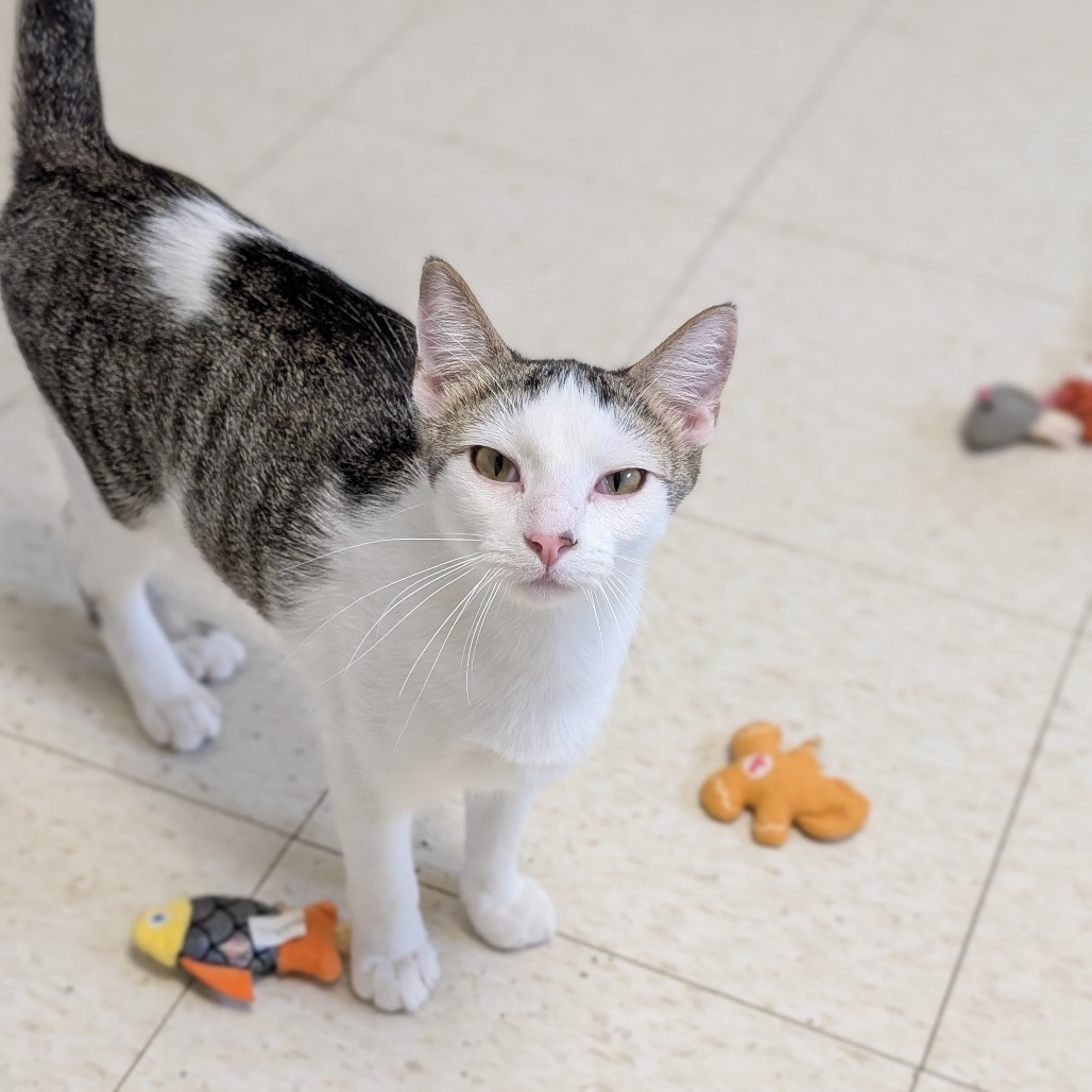 Howard, an adoptable Domestic Short Hair in Milford, IA, 51351 | Photo Image 5