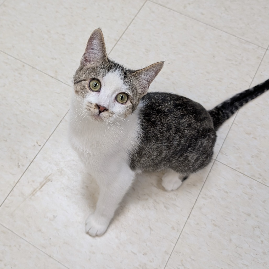 Amy, an adoptable Domestic Short Hair in Milford, IA, 51351 | Photo Image 1