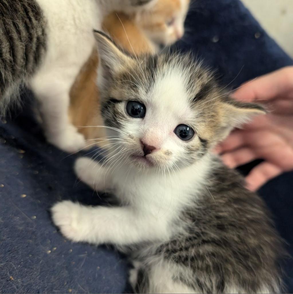 Amy, an adoptable Domestic Short Hair in Milford, IA, 51351 | Photo Image 2