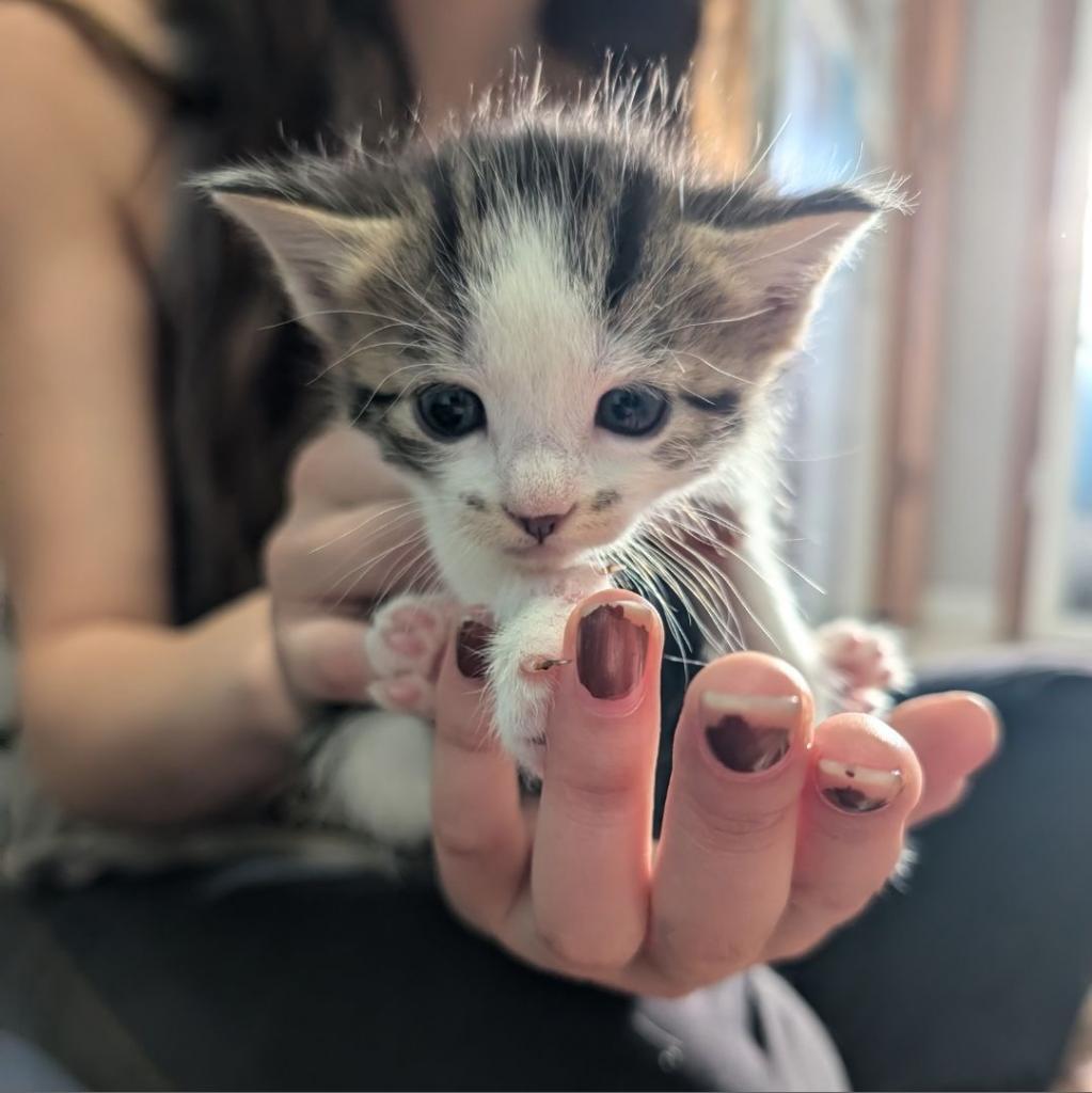 Amy, an adoptable Domestic Short Hair in Milford, IA, 51351 | Photo Image 3