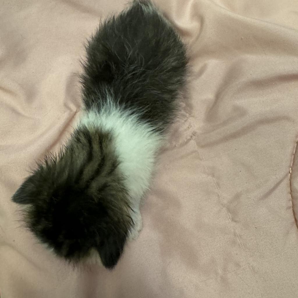 Amy, an adoptable Domestic Short Hair in Milford, IA, 51351 | Photo Image 4