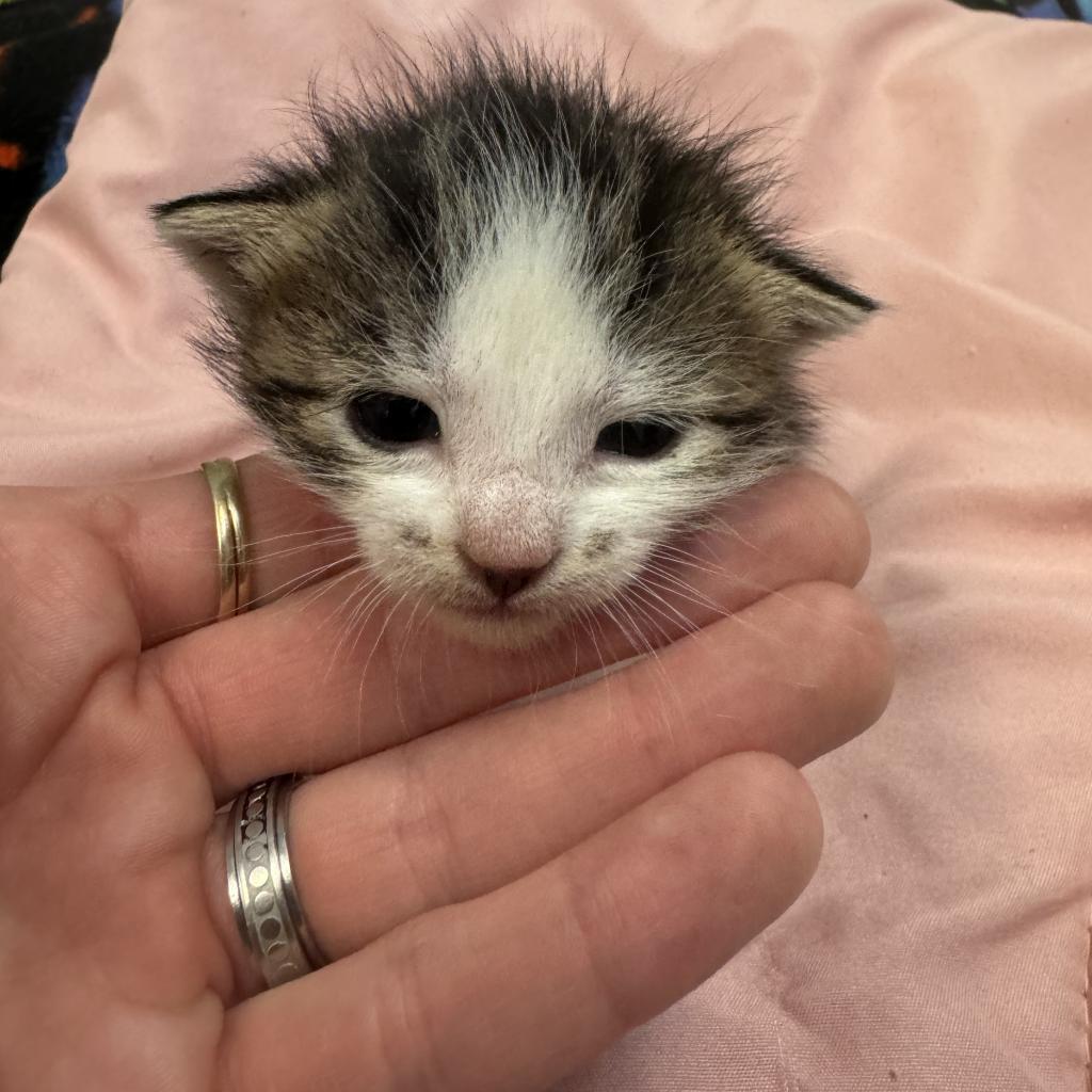 Amy, an adoptable Domestic Short Hair in Milford, IA, 51351 | Photo Image 5