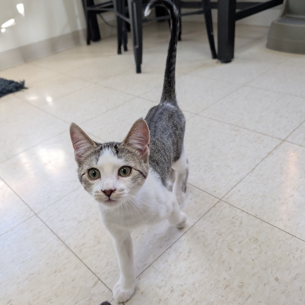 Amy, an adoptable Domestic Short Hair in Milford, IA, 51351 | Photo Image 6