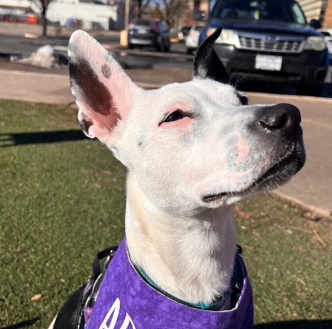 NOVA