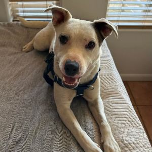 Aaron, Adult Male Cattle Dog