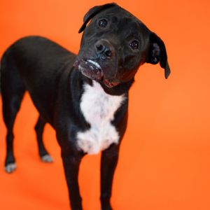Starsky B113, Young Male Labrador Retriever