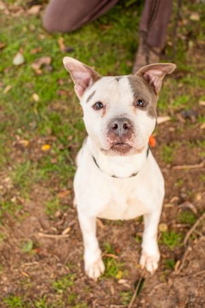 Hal was nervous when he first came to the shelter and overall he could continue to build his confide