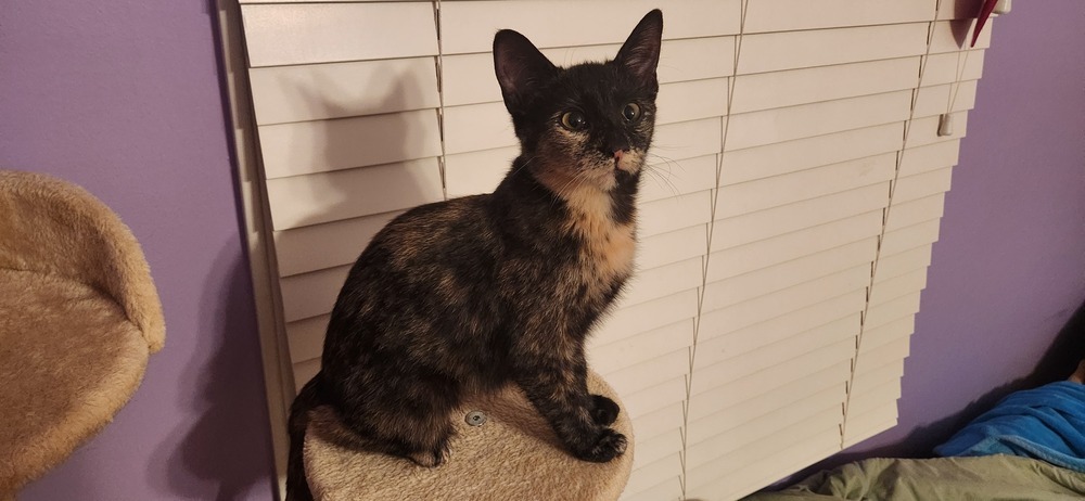Amber