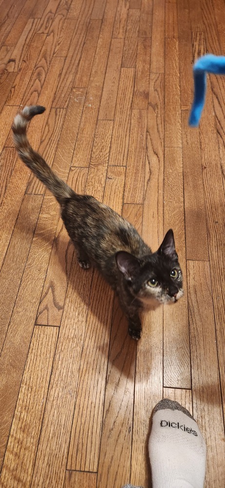 Amber