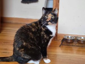 Sassy Marie, Adult Female Domestic Short Hair