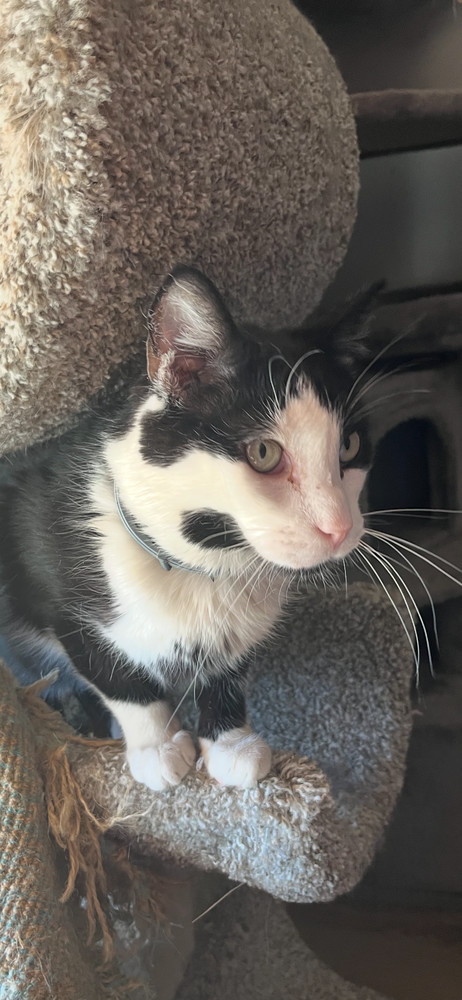 Howard, an adoptable Domestic Medium Hair in Blanchard, OK, 73010 | Photo Image 1