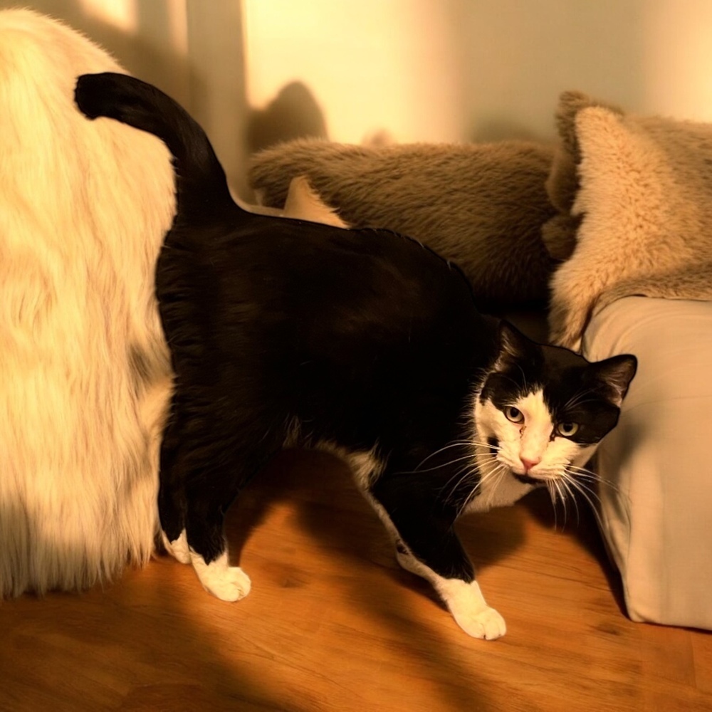 Howard, an adoptable Domestic Medium Hair in Blanchard, OK, 73010 | Photo Image 2