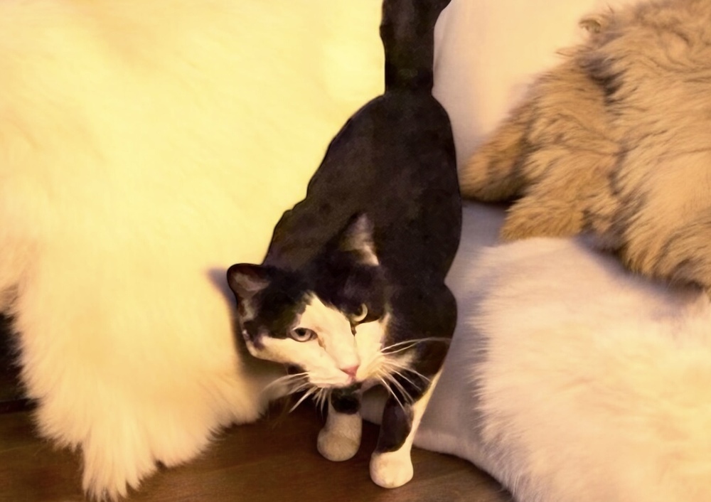 Howard, an adoptable Domestic Medium Hair in Blanchard, OK, 73010 | Photo Image 3