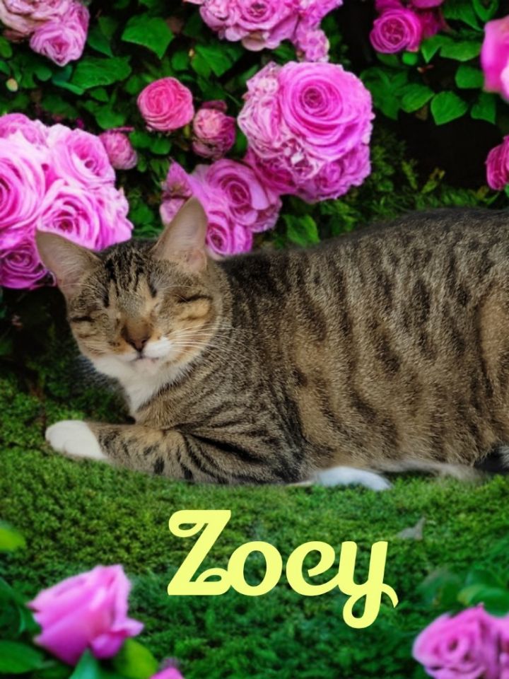 Zoey 1