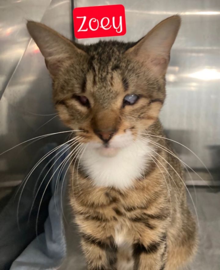 Zoey 2