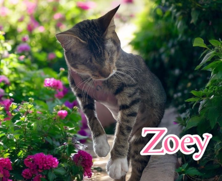 Zoey 4