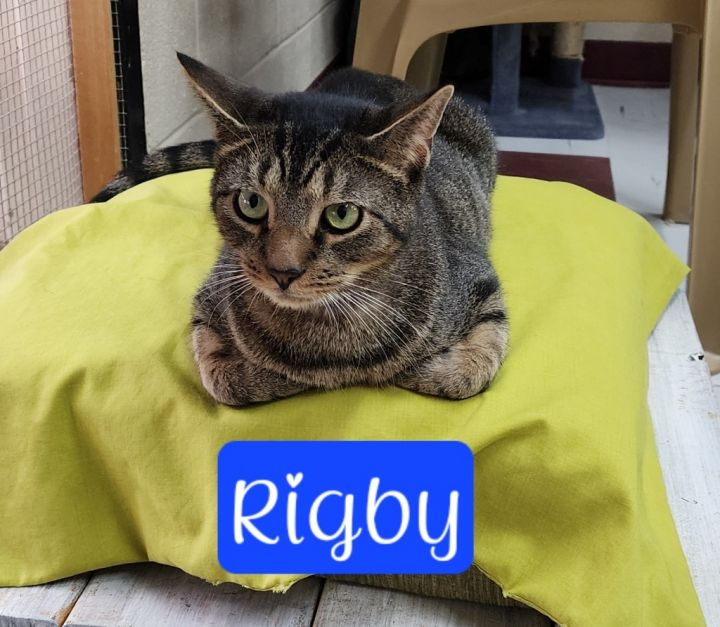 Rigby 1