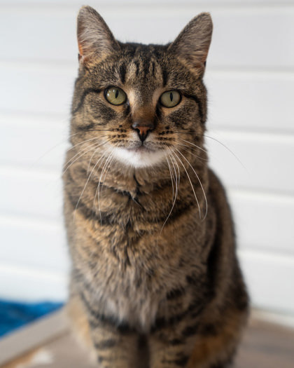 Lisa, an adoptable Domestic Short Hair in Pequot Lakes, MN, 56472 | Photo Image 1