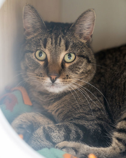 Lisa, an adoptable Domestic Short Hair in Pequot Lakes, MN, 56472 | Photo Image 2