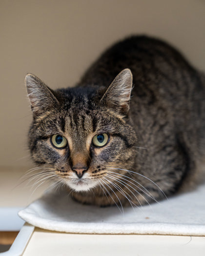 Lisa, an adoptable Domestic Short Hair in Pequot Lakes, MN, 56472 | Photo Image 3