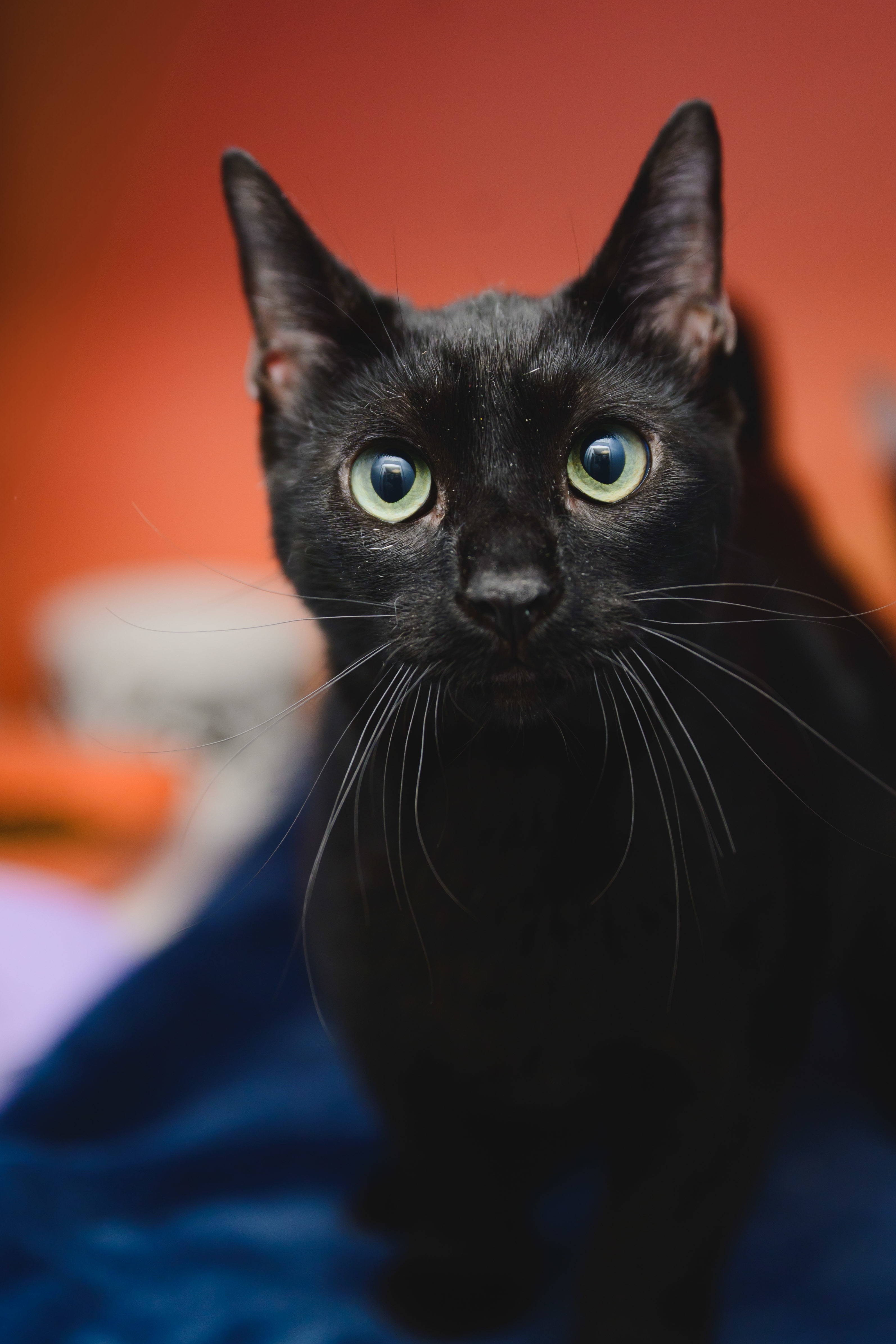 Guinness, an adoptable Domestic Short Hair in Honolulu, HI, 96826 | Photo Image 1