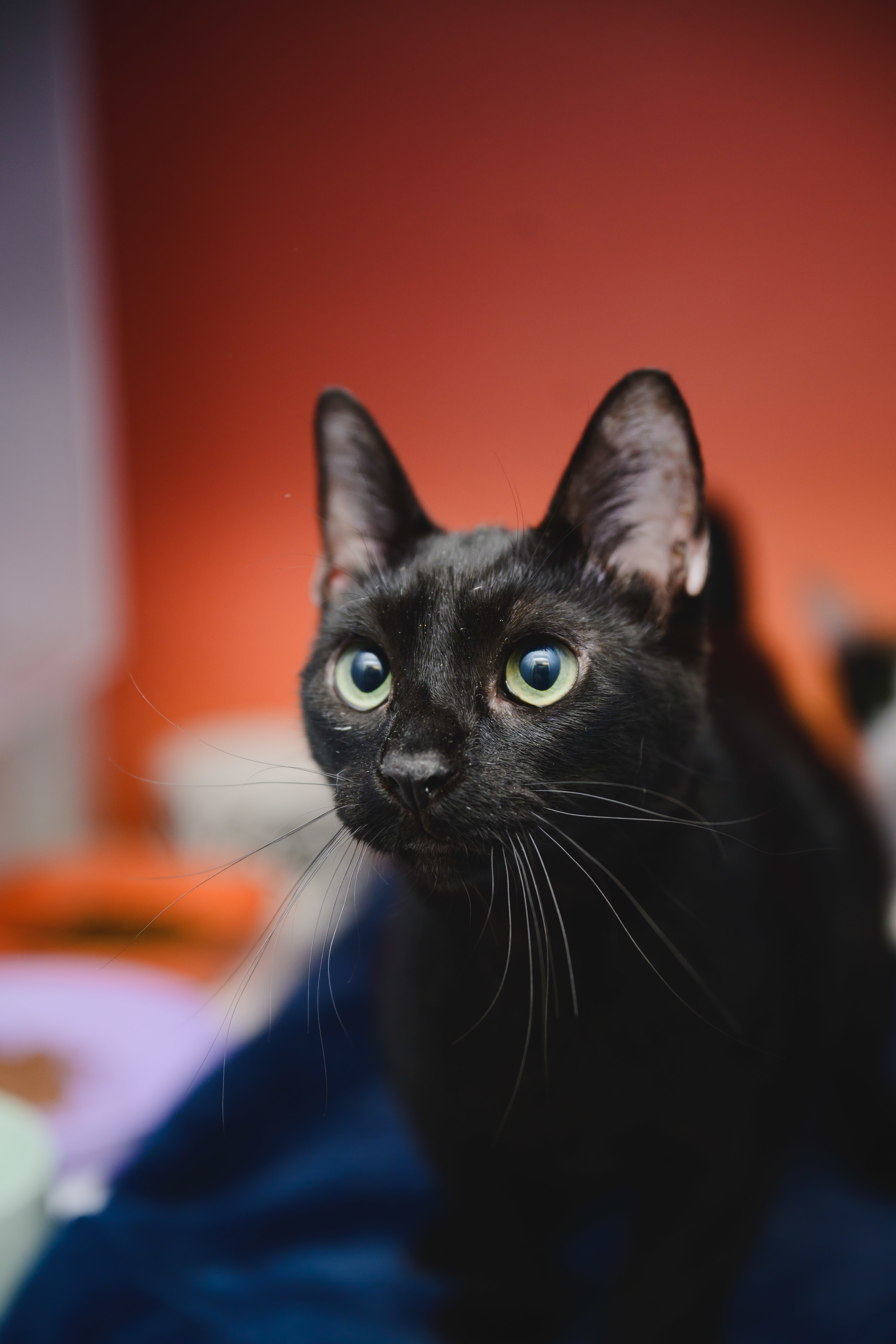 Guinness, an adoptable Domestic Short Hair in Honolulu, HI, 96826 | Photo Image 2