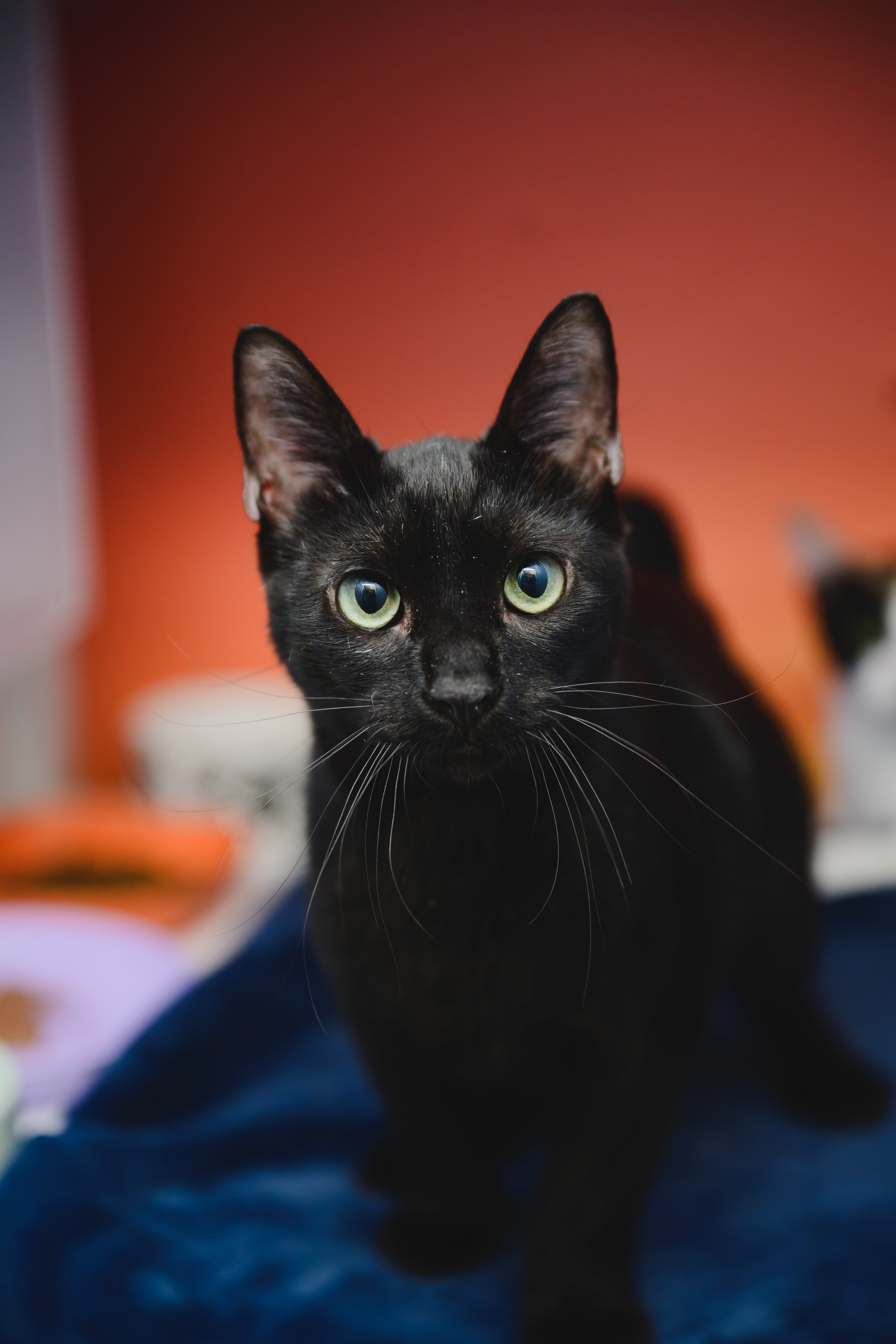 Guinness, an adoptable Domestic Short Hair in Honolulu, HI, 96826 | Photo Image 3